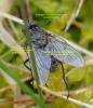 Helina evecta